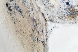 Why You Should Choose Our Mold Remediation Services in Soperton, GA